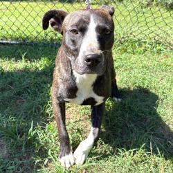 Shelter Stray Female Dog last seen , 2951 S 1st St, Cabot, AR 72023, USA