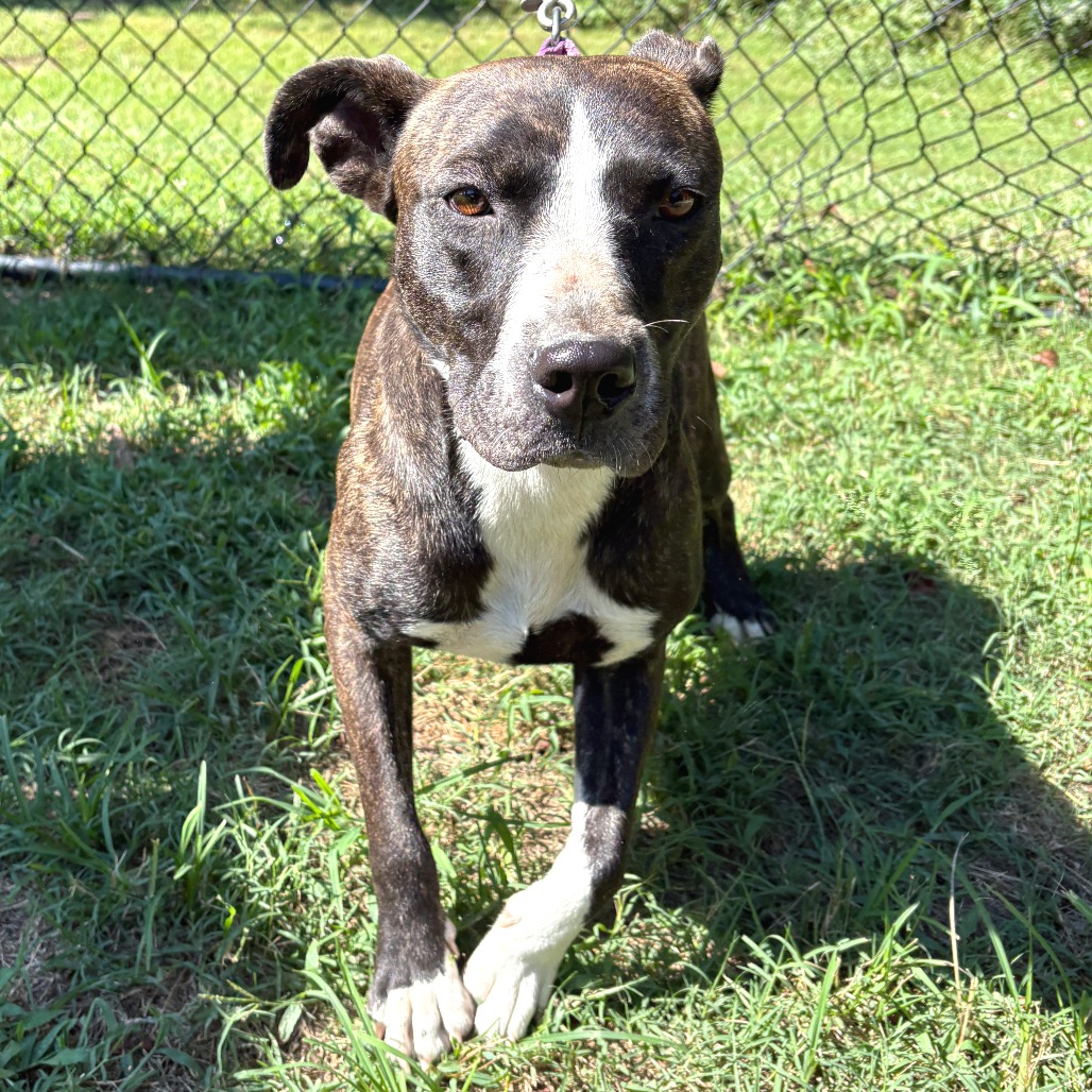 Shelter Stray Female Dog last seen , 2951 S 1st St, Cabot, AR 72023, USA
