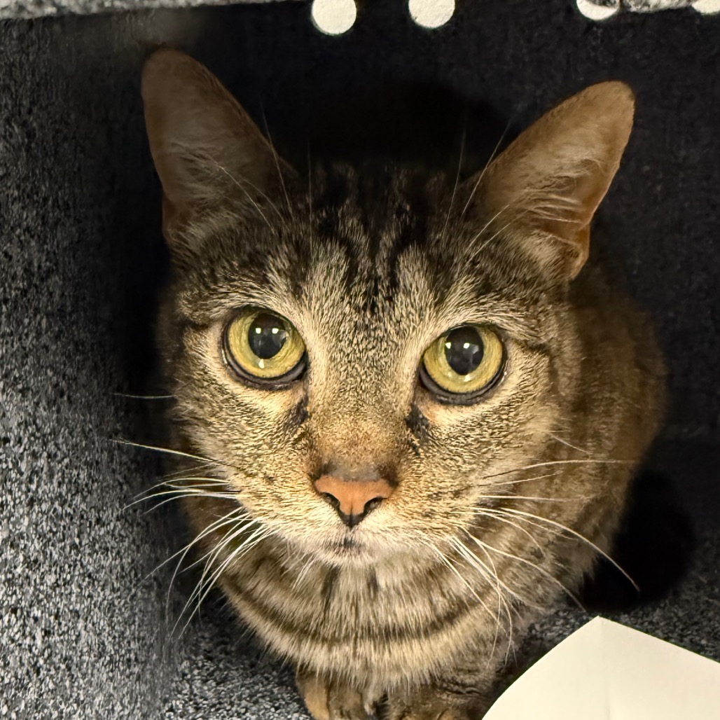 Shelter Stray Female Cat last seen , 328 Furman Hall Rd, Greenville, SC 29609, USA