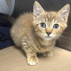 Shelter Stray Female Cat last seen , 328 Furman Hall Rd, Greenville, SC 29609, USA