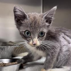 Shelter Stray Female Cat last seen , 14 Forever Friend Ln, Asheville, NC 28806, USA