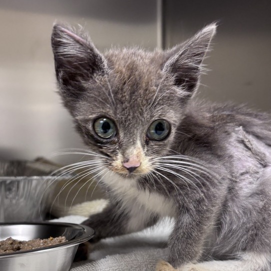 Shelter Stray Female Cat last seen , 14 Forever Friend Ln, Asheville, NC 28806, USA