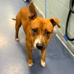 Shelter Stray Male Dog last seen , 980 Guilford College Rd, Greensboro, NC 27409, USA