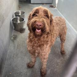 Shelter Stray Male Dog last seen , 361 S Raymond Ave, Pasadena, CA 91105, USA