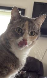Reunited Female Cat last seen 38th and college, Indianapolis, IN 46205