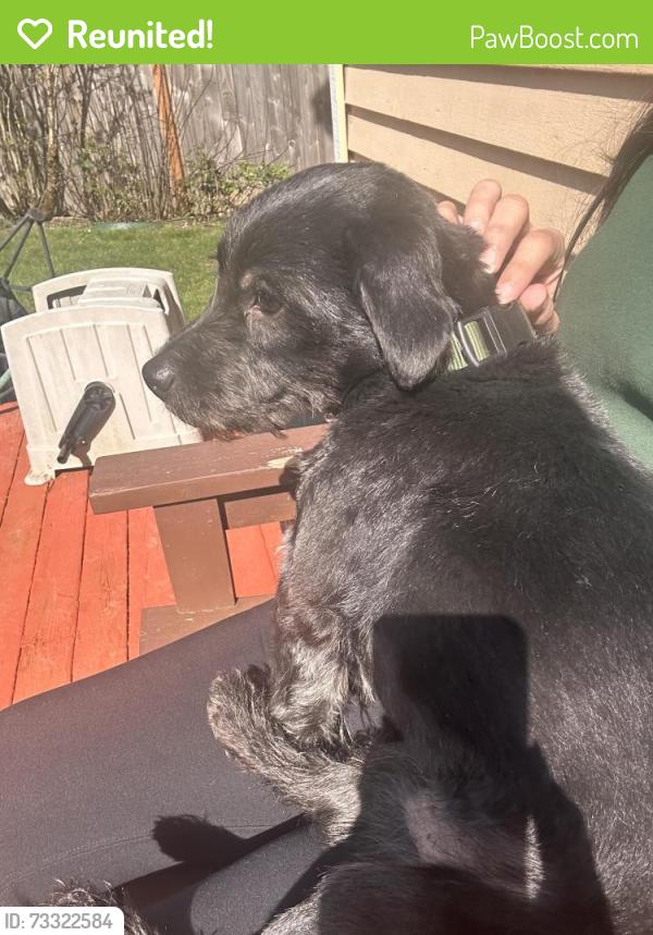 Reunited Male Dog last seen 59th and campbell, Phoenix, AZ 85031