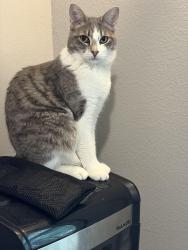 Reunited Female Cat last seen Near N Boston Ave, Tulsa, OK 74106, USA, Tulsa, OK 74106