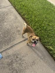 Found/Stray Male Dog last seen Banff Brook Way, Tomball, TX 77375, Tomball, TX 77375