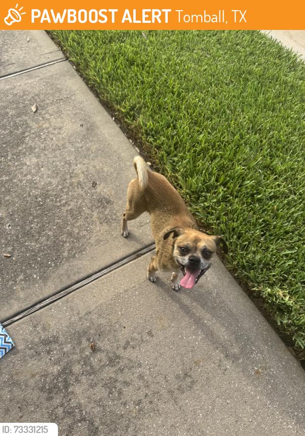 Found/Stray Male Dog last seen Banff Brook Way, Tomball, TX 77375, Tomball, TX 77375