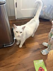 Reunited Male Cat last seen Hazel dell elementary, Hazel dell avenue, Vancouver, WA 98665
