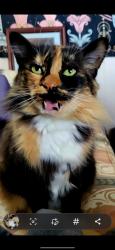 Lost Female Cat last seen Shadowlawn Dr., Asheville, NC 28806