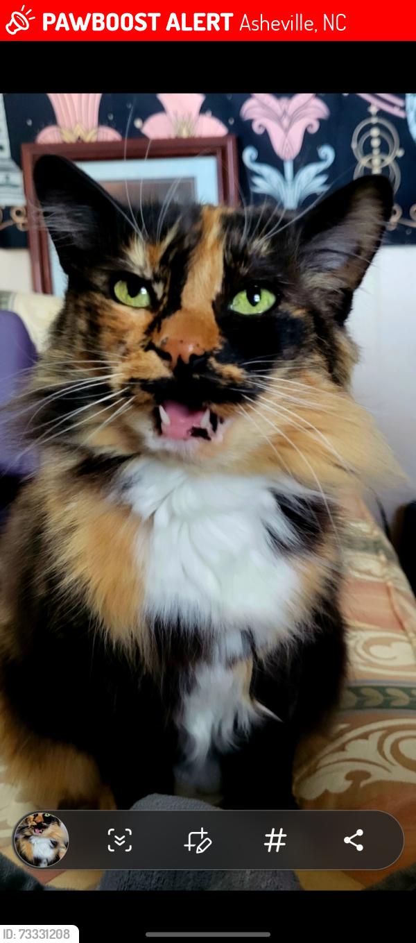 Lost Female Cat last seen Shadowlawn Dr., Asheville, NC 28806