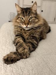 Lost Male Cat last seen Hataca Rd and La Costa, Carlsbad, CA 92009