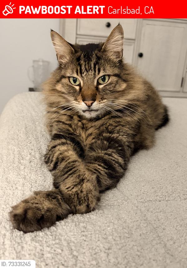 Lost Male Cat last seen Hataca Rd and La Costa, Carlsbad, CA 92009