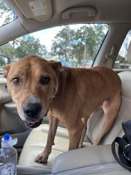 Reunited Female Dog last seen Down from Ruediger Elementary School, Tallahassee, FL 32303