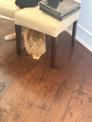 Reunited Male Cat last seen Near honeysuckle haven drive, Cypress, TX 77433