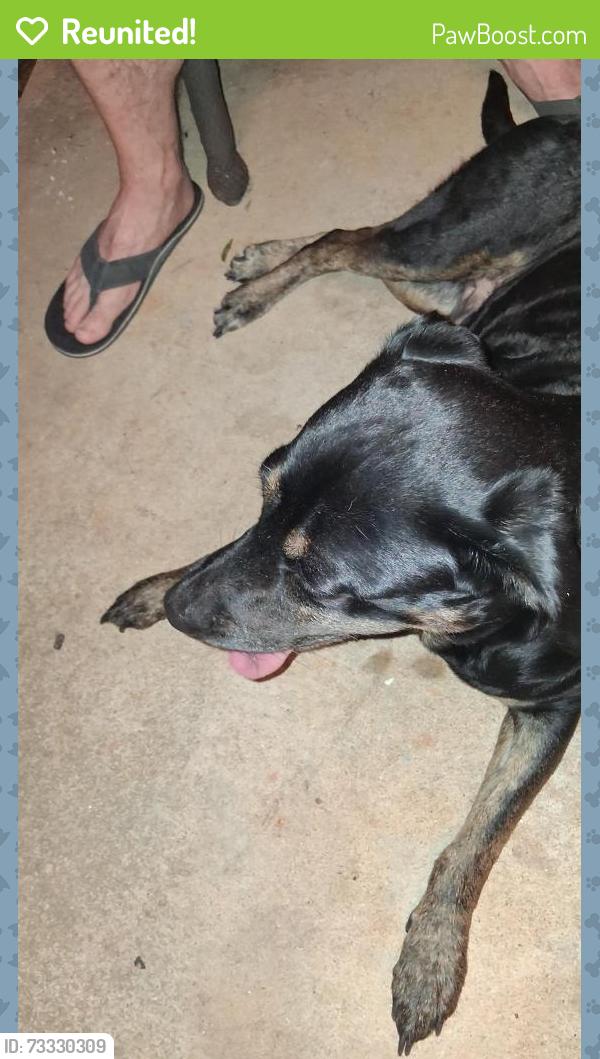 Reunited Female Dog last seen Summer st. and dingler ave, Mooresville, NC 28115