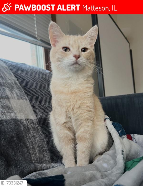 Lost Female Cat last seen Matteson, IL, Matteson, IL 60461