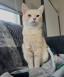 Lost Female Cat last seen Matteson, IL, Matteson, IL 60461