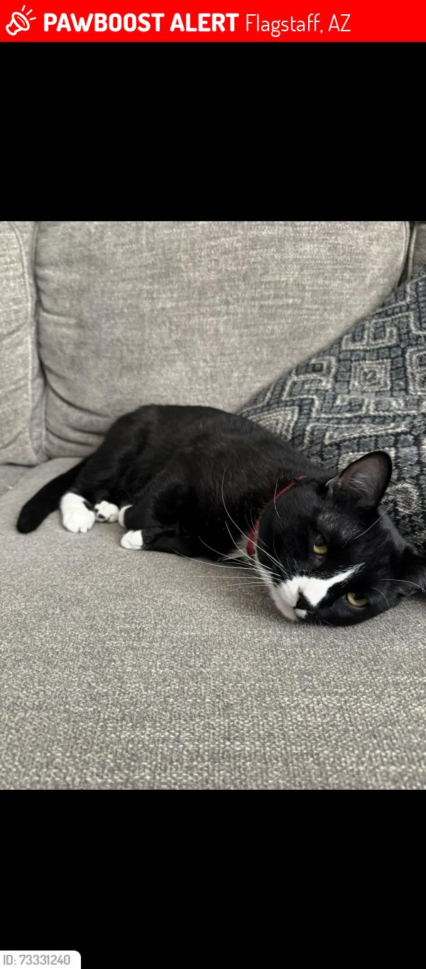 Lost Male Cat last seen W Gold Rush Trail, Flagstaff, AZ 86005