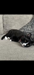 Lost Male Cat last seen W Gold Rush Trail, Flagstaff, AZ 86005