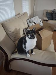 Lost Female Cat last seen King, Fort Myers, FL 33967