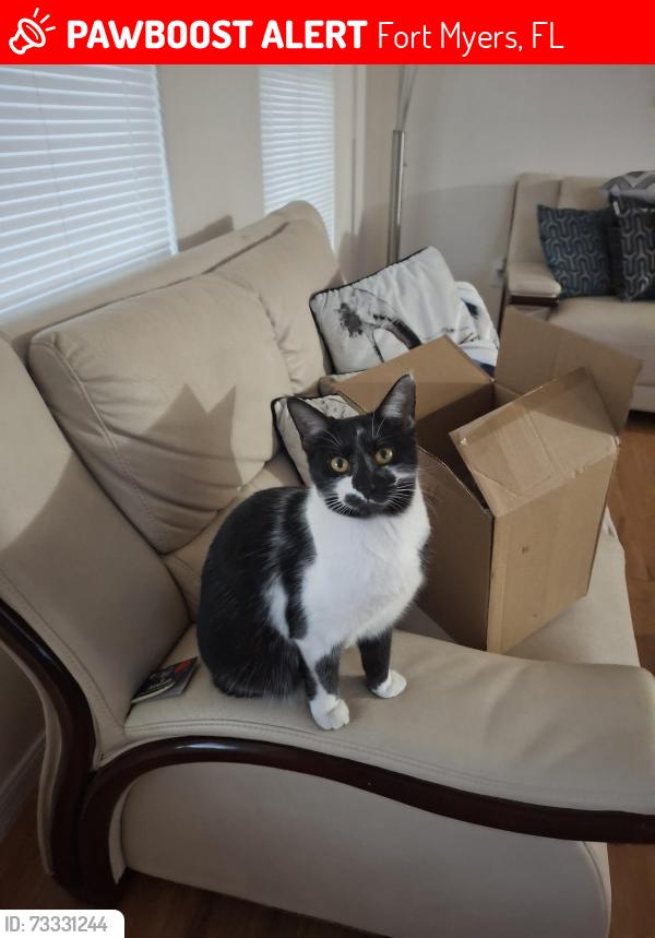 Lost Female Cat last seen King, Fort Myers, FL 33967