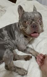 Reunited Male Dog last seen Near University Ave, San Diego, CA 92104, USA, San Diego, CA 92104