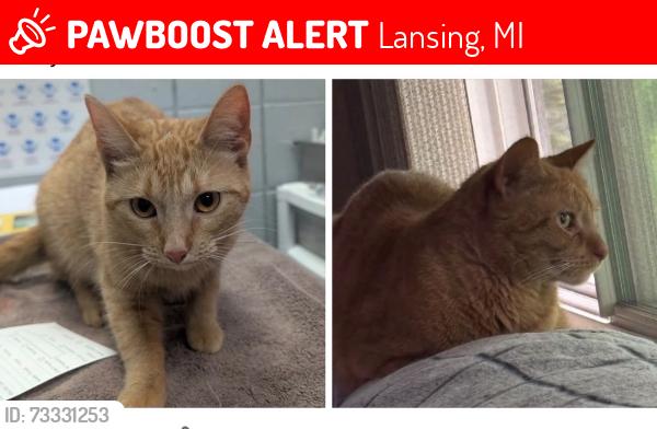 Lost Male Cat last seen Near Iris Ave Lansing Michigan 48917, Lansing, MI 48917