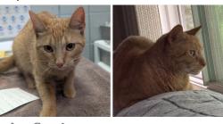 Lost Male Cat last seen Near Iris Ave Lansing Michigan 48917, Lansing, MI 48917