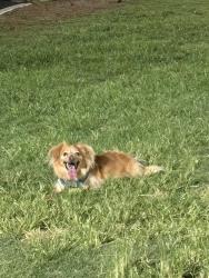 Reunited Male Dog last seen Lake mead and jones and, Las Vegas, NV 89108