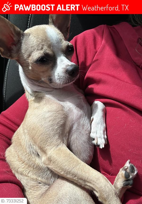 Lost Male Dog last seen Exxon 120 and South Main street, Weatherford, TX 76086