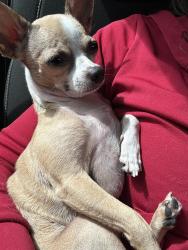 Lost Male Dog last seen Exxon 120 and South Main street, Weatherford, TX 76086