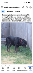 Found/Stray Male Dog last seen Hall and Bonita, Tigard, OR 97224