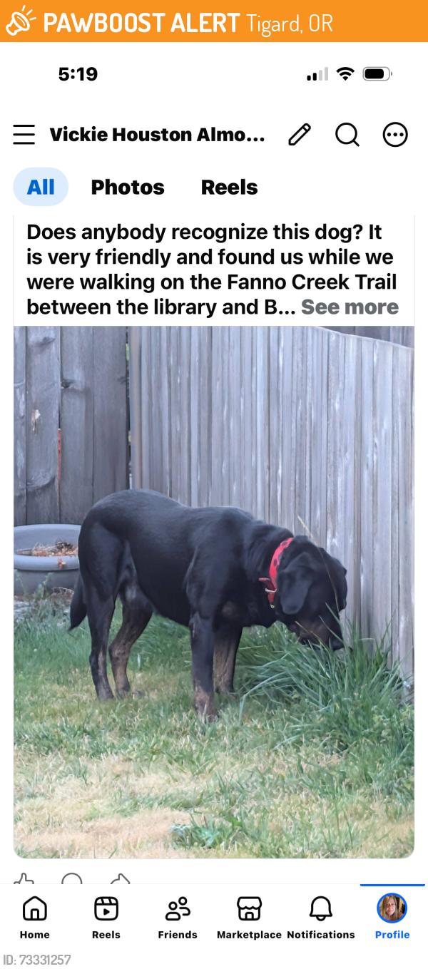 Found/Stray Male Dog last seen Hall and Bonita, Tigard, OR 97224
