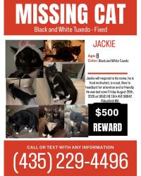 Lost Male Cat last seen Pioneer Vista, Ridgefield, WA 98642