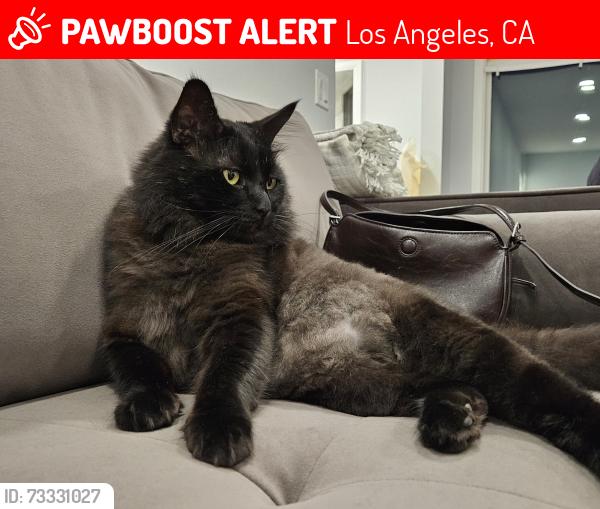 Lost Male Cat last seen Near Hinds Ave, North Hollywood. CA 91605, Los Angeles, CA 91605