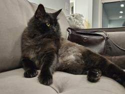 Lost Male Cat last seen Near Hinds Ave, North Hollywood. CA 91605, Los Angeles, CA 91605
