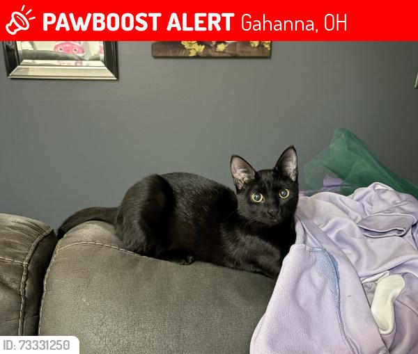 Lost Female Cat last seen Moss Oak Avenue &Juniper Lane, Gahanna, OH 43230