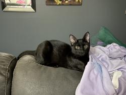 Lost Female Cat last seen Moss Oak Avenue &Juniper Lane, Gahanna, OH 43230