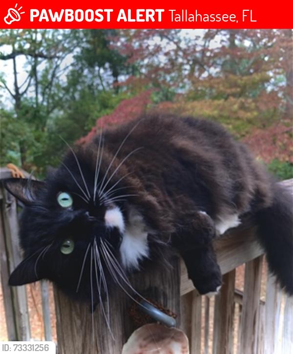 Lost Female Cat last seen Collinsford road and Victorie garden, Tallahassee, FL 32301