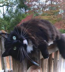 Lost Female Cat last seen Collinsford road and Victorie garden, Tallahassee, FL 32301