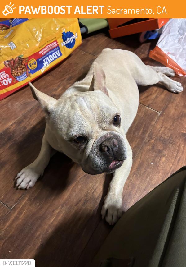 Found/Stray Male Dog last seen Tisdale at the park, Sacramento, CA 95822