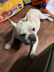 Found/Stray Male Dog last seen Tisdale at the park, Sacramento, CA 95822