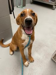 Shelter Stray Female Dog last seen Forest park, 8485 E Reno Ave, Midwest City, OK 73110, USA