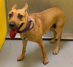 Shelter Stray Female Dog last seen Midwest City, 8485 E Reno Ave, Midwest City, OK 73110, USA