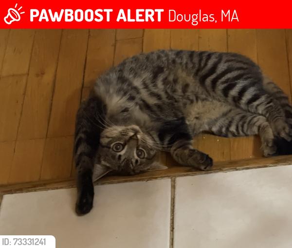 Lost Male Cat last seen Gilboa Street, Douglas, MA 01516