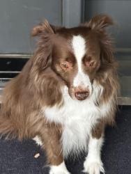 Reunited Unknown Dog last seen Parkhill and Campbell, Dallas, TX 75248
