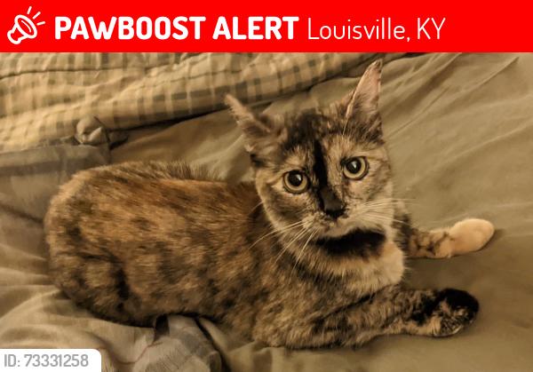 Lost Female Cat last seen Griffiths Avenue and 28th Street, Louisville, KY 40212