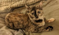 Lost Female Cat last seen Griffiths Avenue and 28th Street, Louisville, KY 40212